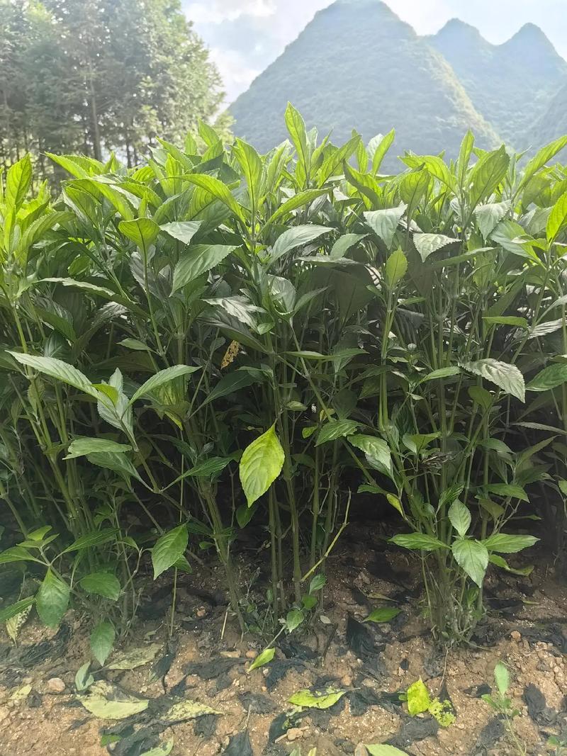 板蓝根种植效益如何？技术难点有哪些？-图2