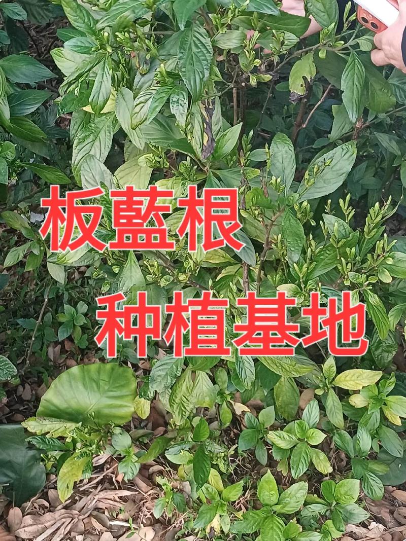 板蓝根种植效益如何？技术难点有哪些？-图1