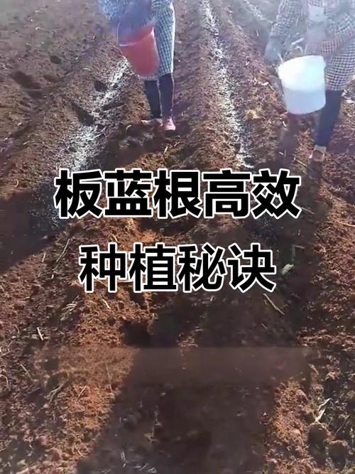 板蓝根种植效益如何？技术难点有哪些？-图3