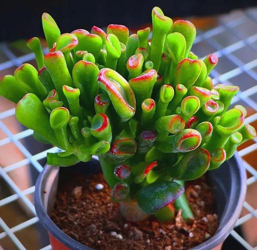 吸财树有夏季品种吗？-图1