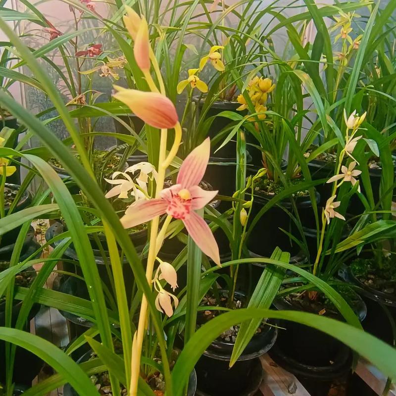 四季兰 最香 品种-图1