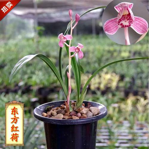 四季兰 最香 品种-图2