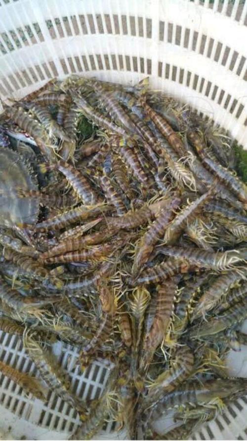 养殖业最多的虾品种-图2