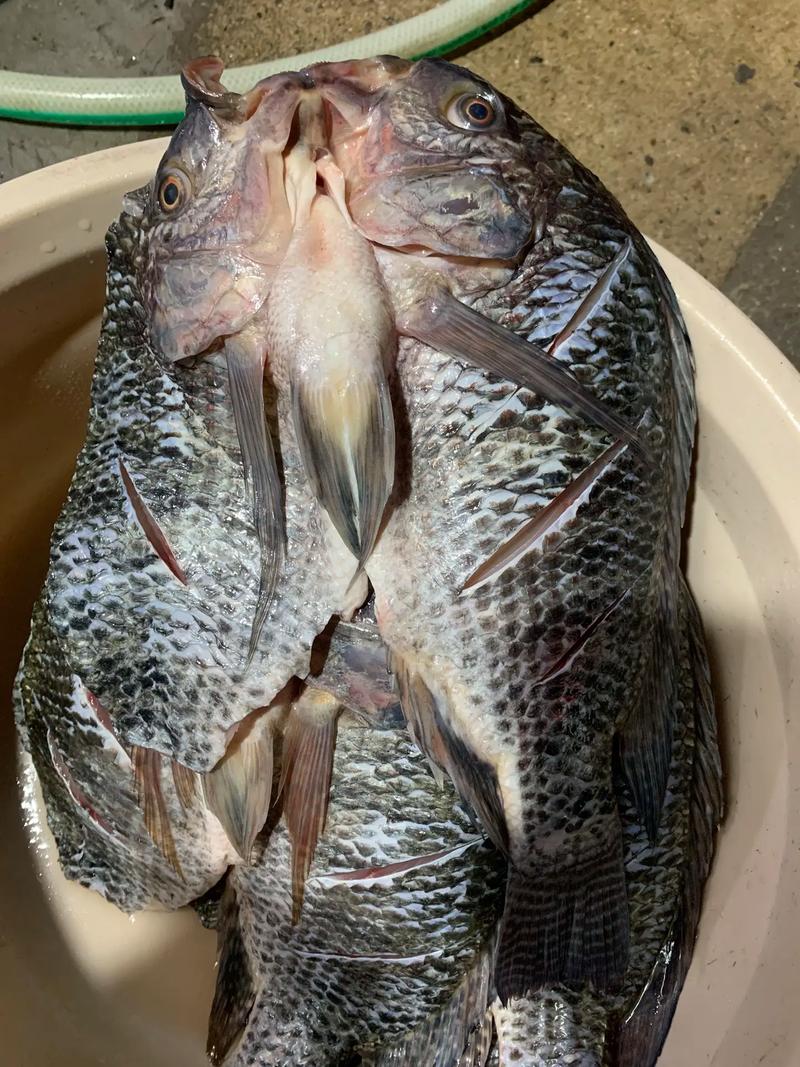 阳江市今日罗非鱼价格-图1