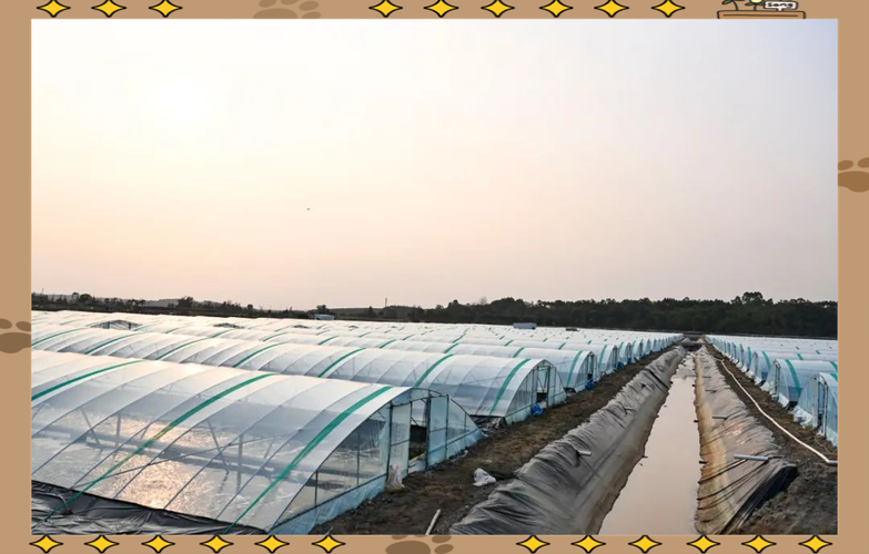 对虾大棚越冬养殖技术-图1