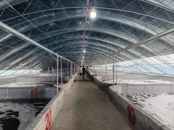 对虾大棚越冬养殖技术-图2