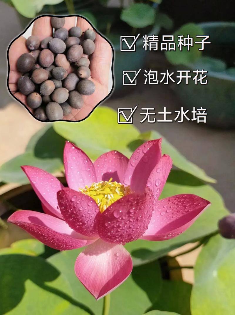 水培中药材种植品种-图1 水培中药材种植品种-图1