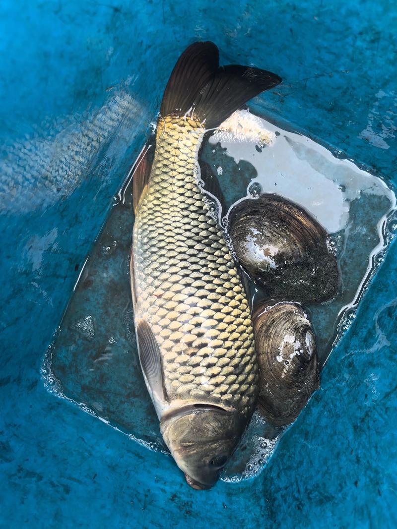 稻田鲤鱼养殖技术视频,如何高效养殖?-图1 稻田鲤鱼养殖技术视频,如何高效养殖?-图1