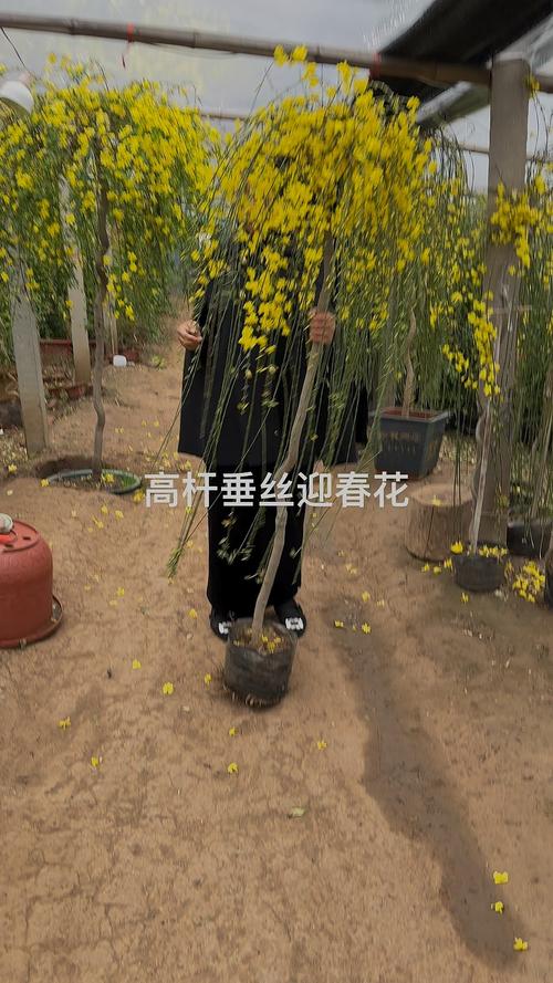 迎春花哪个品种枝条最下垂？-图2