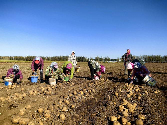 马铃薯的种植技术视频-图1