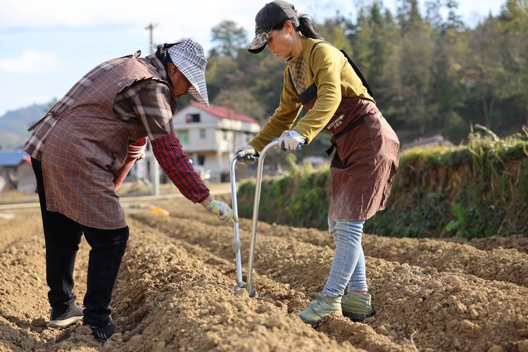 马铃薯的种植技术视频-图2