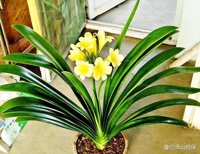 君子兰什么品种好？-图2