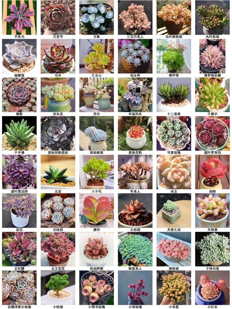 多肉花的品种有那些-图1