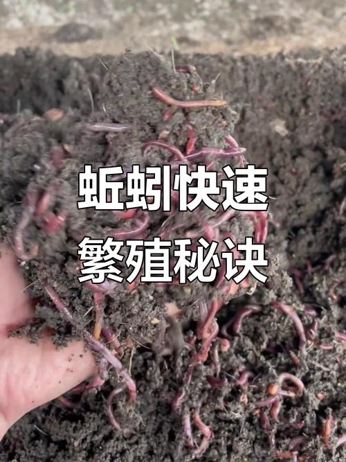 蚯蚓养殖技术有哪些关键要点？-图1