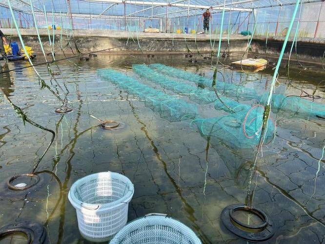 2025养虾技术视频有哪些新突破？-图1