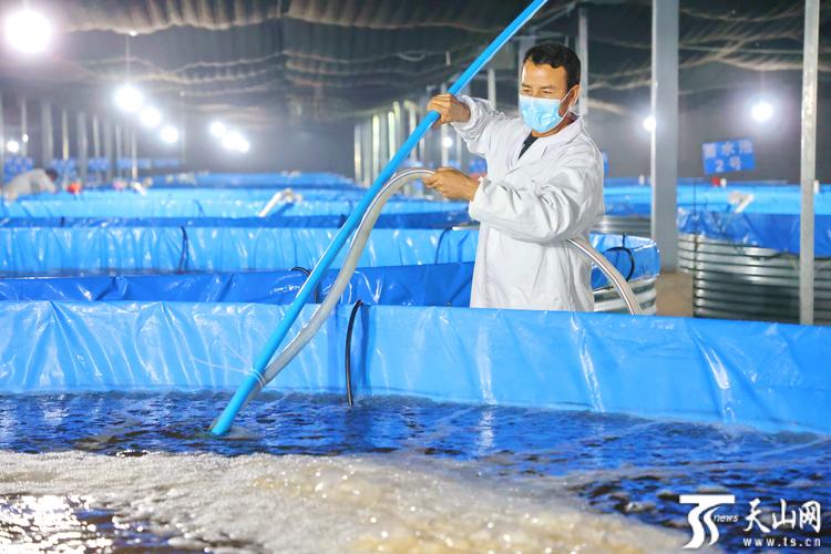 2025养虾技术视频有哪些新突破？-图2