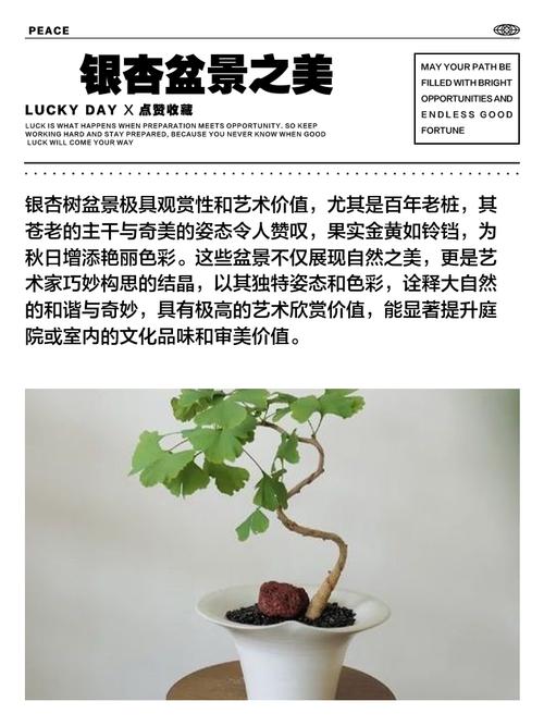 盆栽银杏栽培管理有何技术要点？-图1