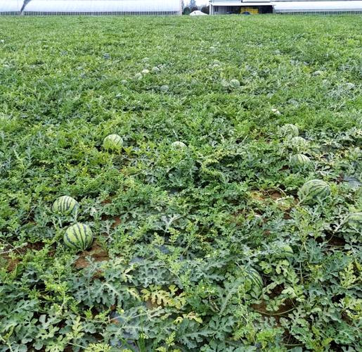 露地西瓜种植高产技术-图1