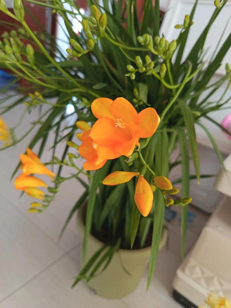 香雪兰什么品种好养活？-图1