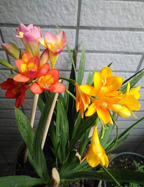 香雪兰什么品种好养活？-图2