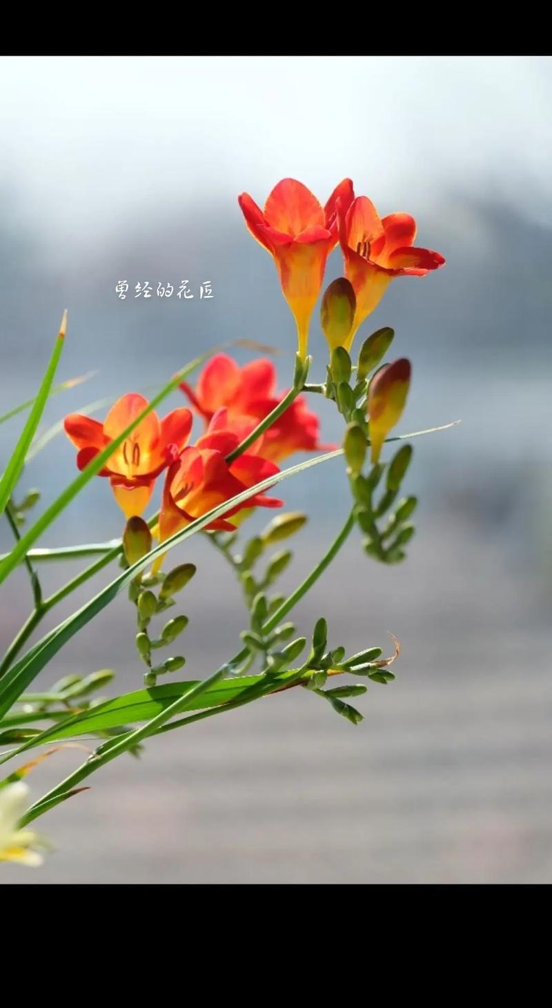 香雪兰什么品种好养活？-图3