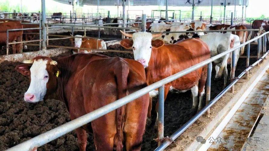 2025养牛技术有哪些新突破？-图2