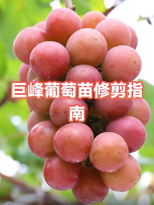 葡萄苗第一年剪枝该怎么剪?-图1 葡萄苗第一年剪枝该怎么剪?-图1