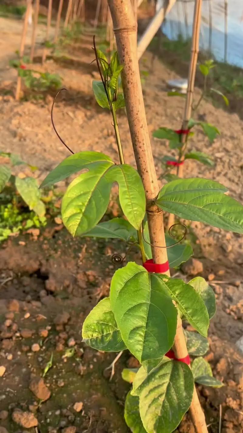 百香果高产种植管理技术有哪些要点?-图2 百香果高产种植管理技术有哪些要点?-图2