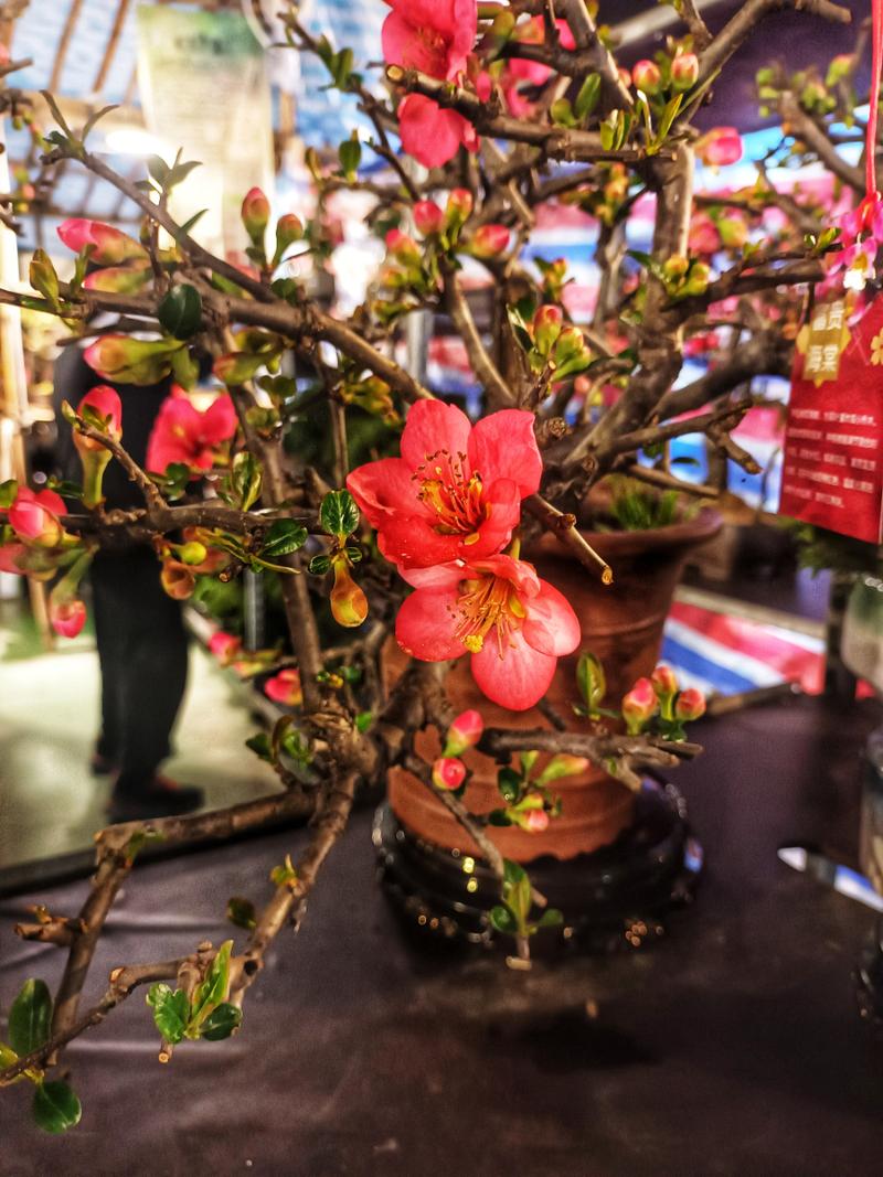 海棠花最珍贵品种是哪一种？-图1