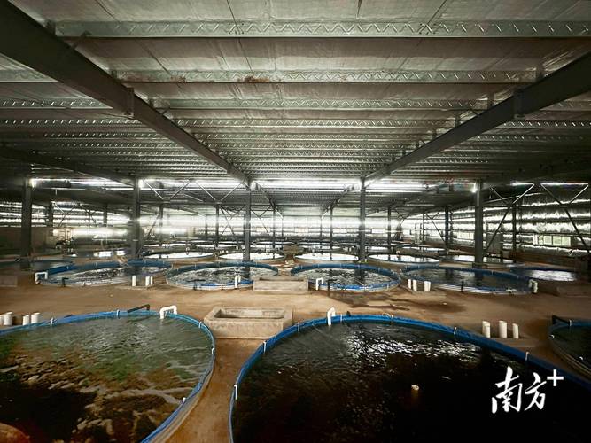 淡水鱼工厂化养殖技术如何突破瓶颈？-图1