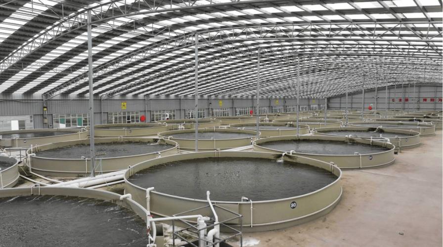 淡水鱼工厂化养殖技术如何突破瓶颈？-图2
