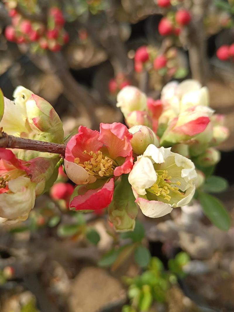 最漂亮海棠花品种是哪个？-图2