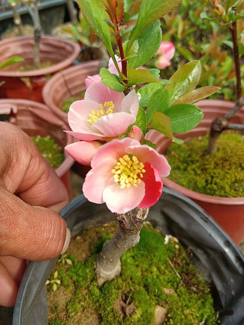 最漂亮海棠花品种是哪个？-图1