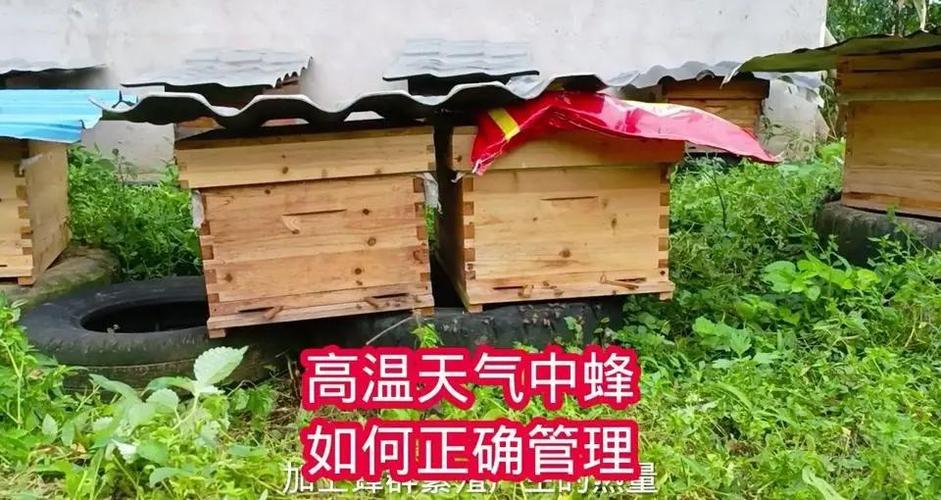 中蜂四季管理技术视频-图1