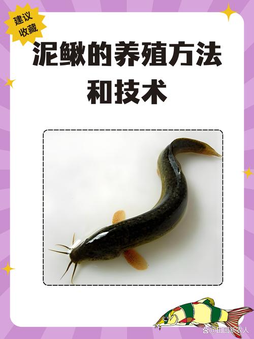 泥鳅新品种养殖技术-图1