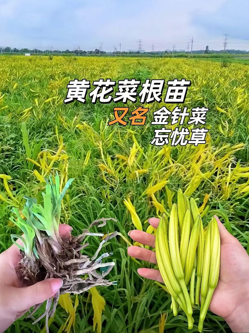 黄花菜的种植技术视频-图1