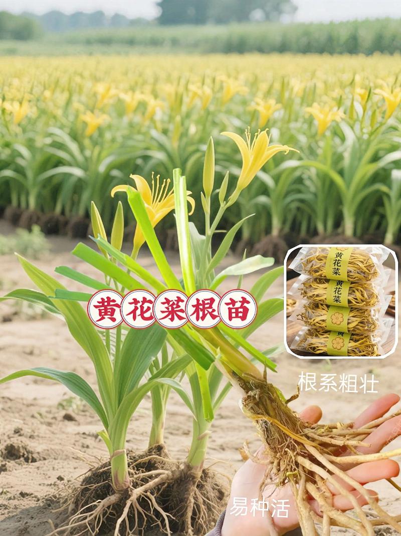 黄花菜的种植技术视频-图2