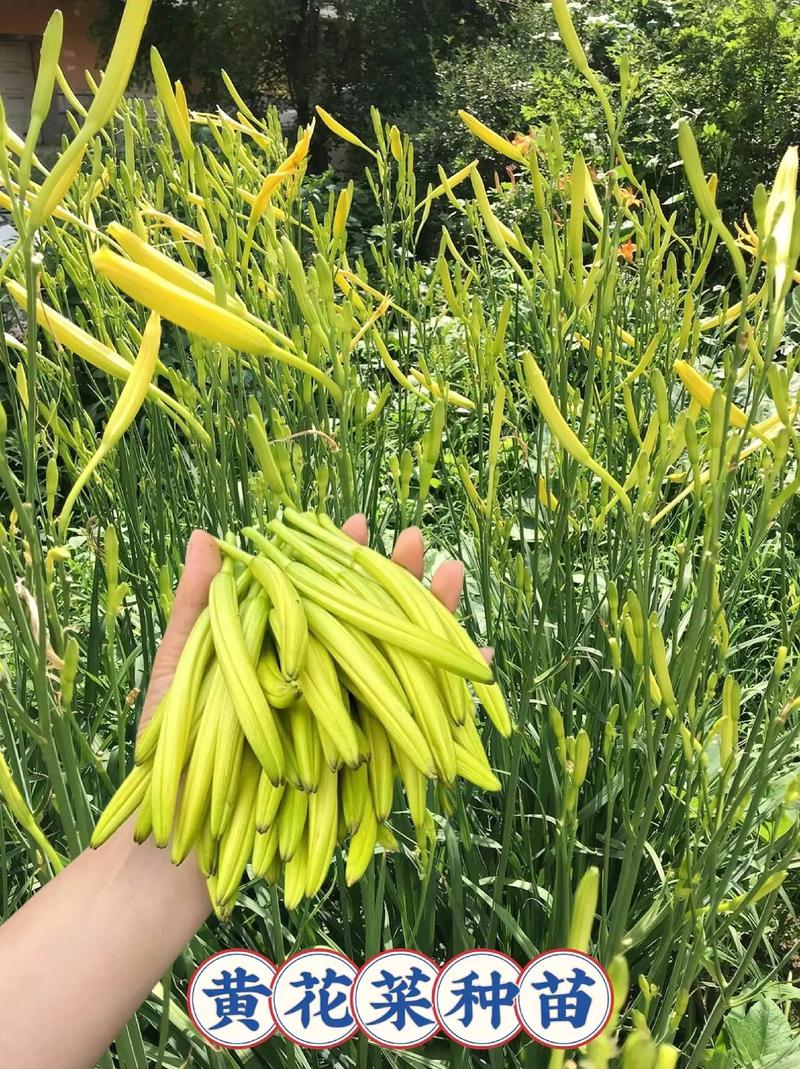黄花菜的种植技术视频-图3