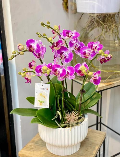 蝴蝶蝴蝶兰哪个品种最好？-图1