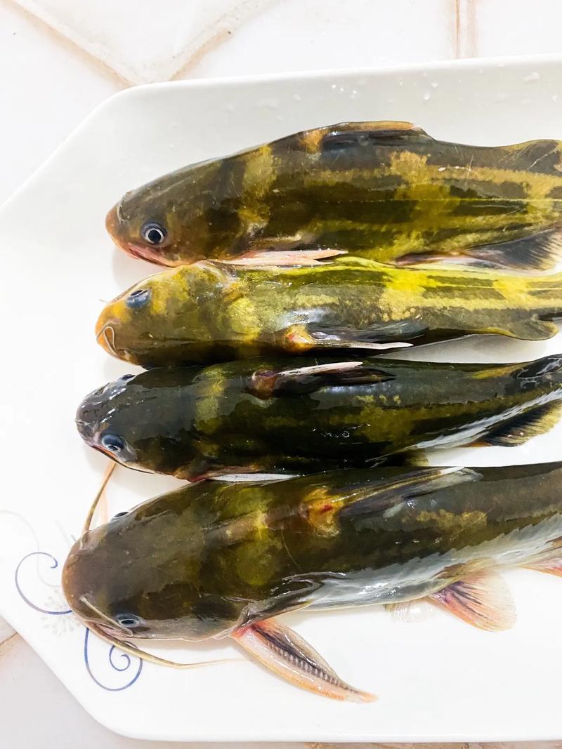 黄颡鱼哪个品种最好养?-图1 黄颡鱼哪个品种最好养?-图1