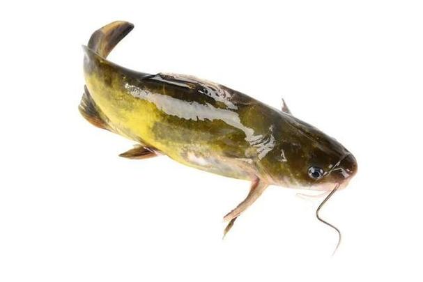 黄颡鱼哪个品种最好养?-图2 黄颡鱼哪个品种最好养?-图2