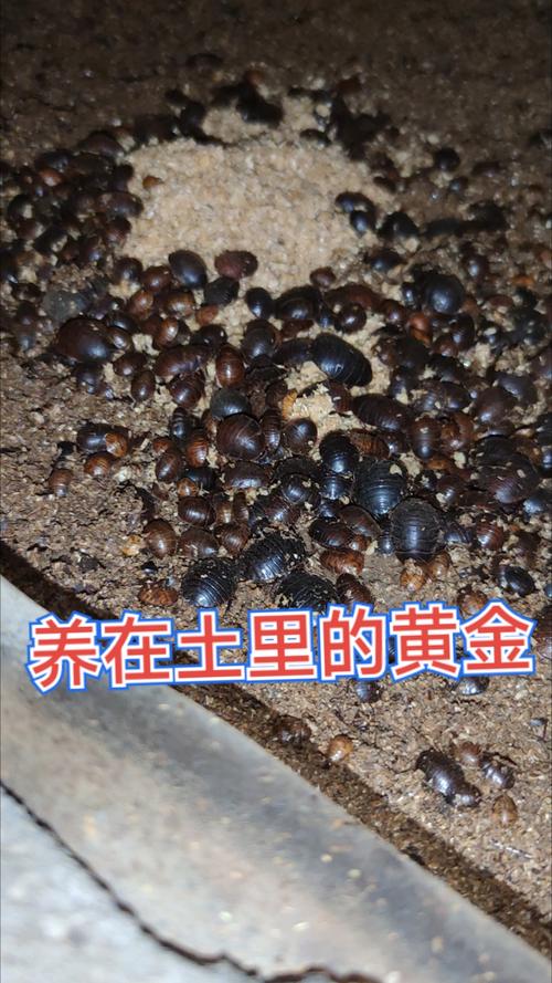 土元养殖视频,关键技术点有哪些?-图2 土元养殖视频,关键技术点有哪些?-图2