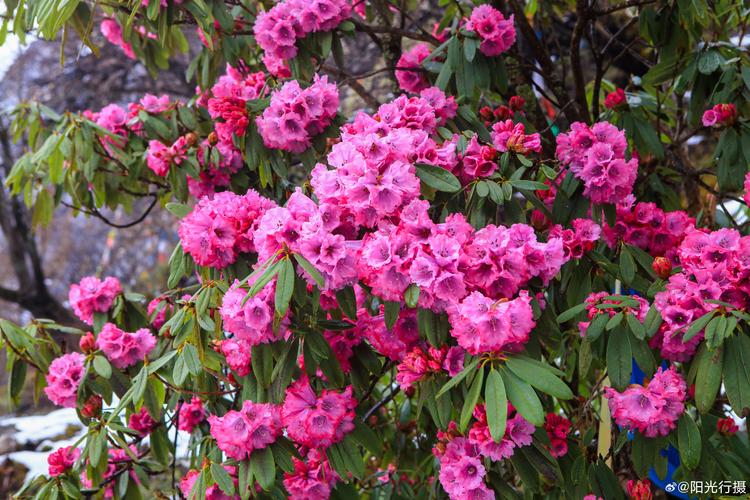 毛杜鹃花是什么品种-图1 毛杜鹃花是什么品种-图1