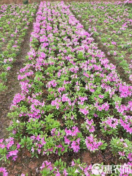 毛杜鹃花是什么品种-图3