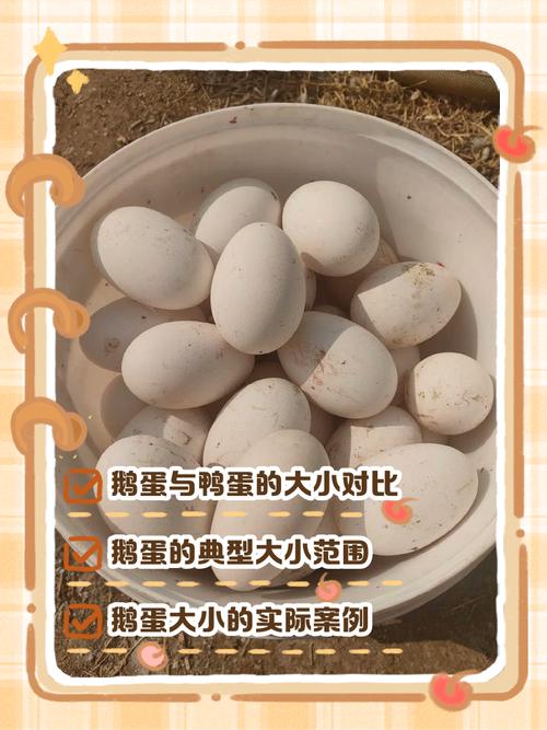 蛋鹅的养殖技术及流程-图1 蛋鹅的养殖技术及流程-图1