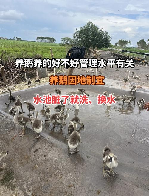 蛋鹅的养殖技术及流程-图3 蛋鹅的养殖技术及流程-图3