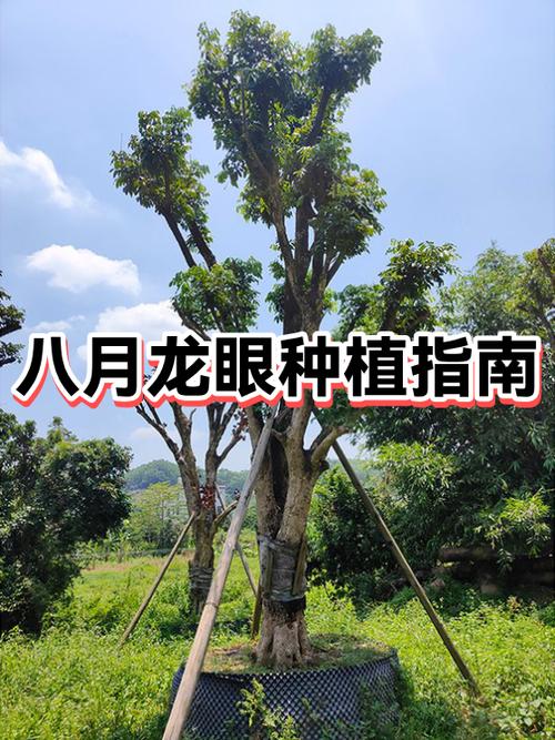 龙眼种植技术有哪些关键要点？-图2