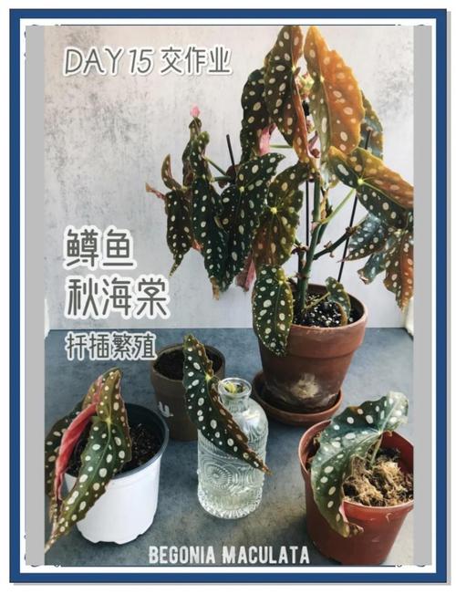 海棠品种多,如何繁殖?-图2 海棠品种多,如何繁殖?-图2