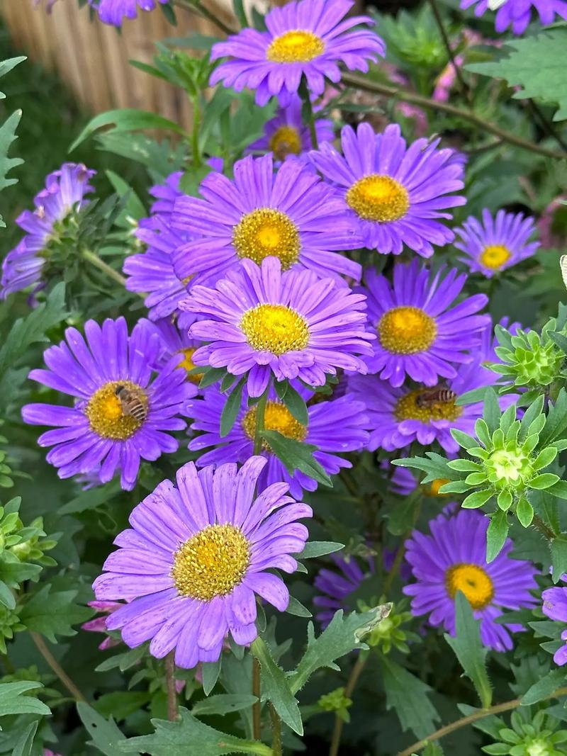 哪些翠菊花色好的品种值得推荐？-图3