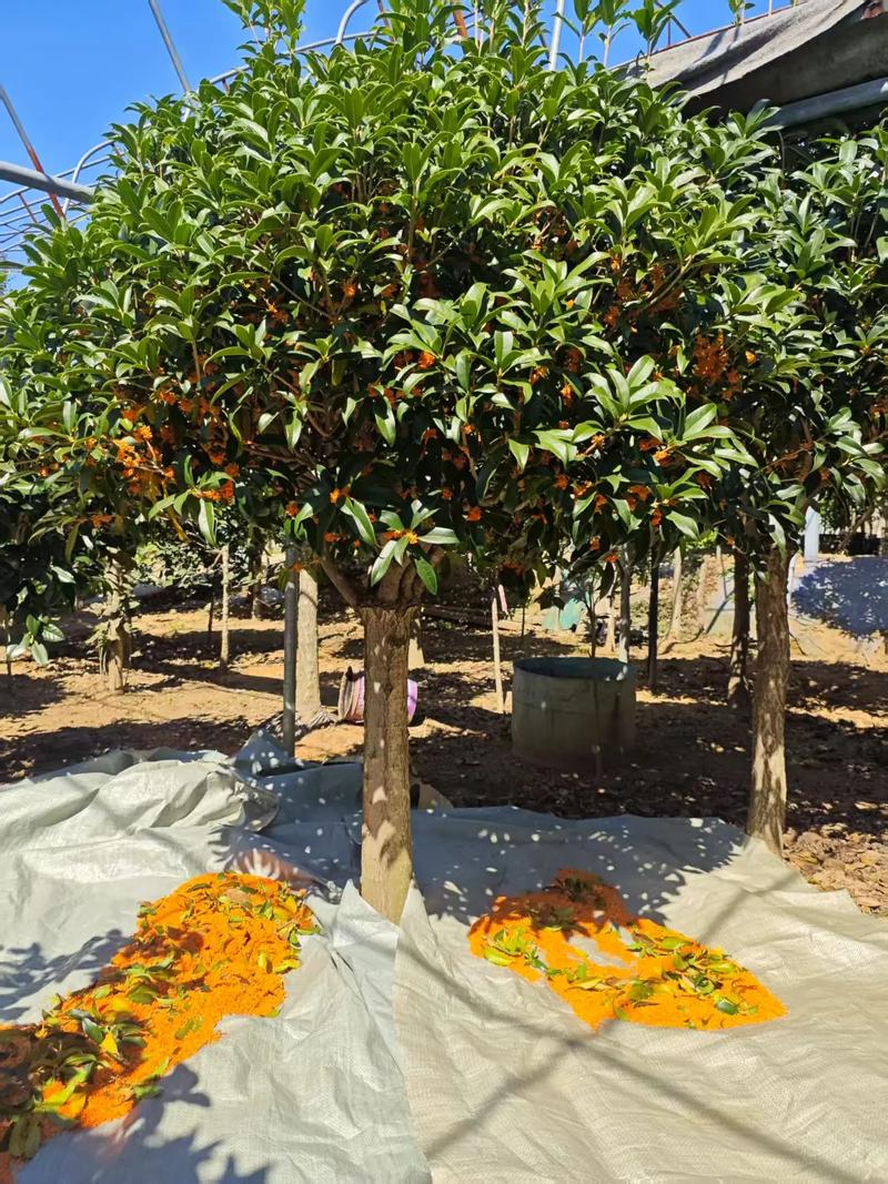 桂花品种价格差异有多大？-图1